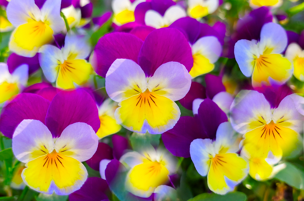Purple and Yellow Pansies