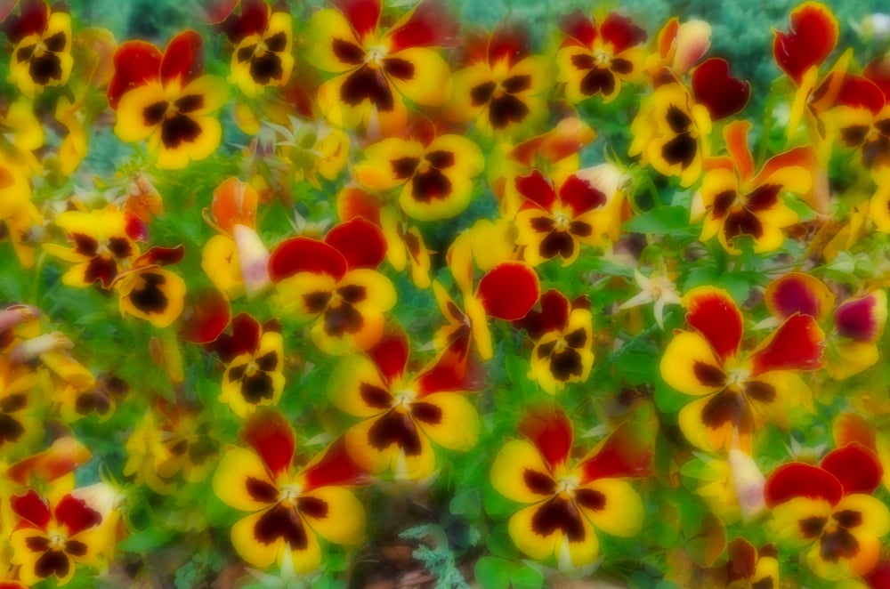 Yellow and red pansies blurred